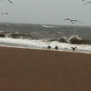 Meet your Posher, Viola